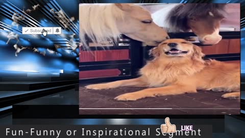 Pony’s Petting a Golden Retriever Dog. Hope Doesn’t Bite His Ear. Funny Segment Time.
