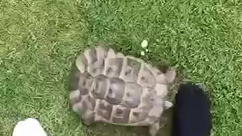 Turtle is a real fighter