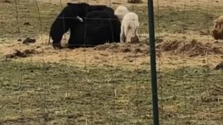 Lamb and piglet use cow as personal jungle gym