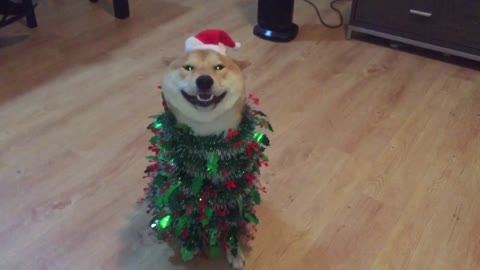 Shiba Inu listo para la temporada de fiestas