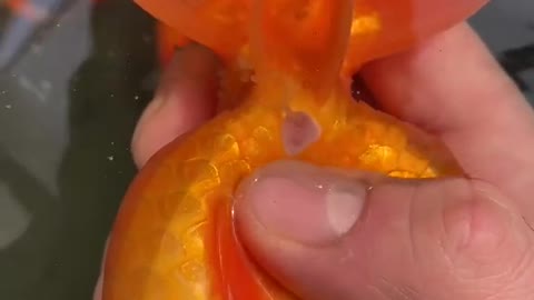 to breed your own goldfish