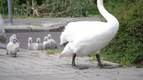 Mute Swan Family with 10 Cygnets Crossing the Road