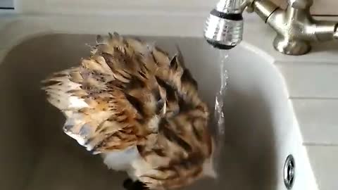 The barn owl takes a bath in the kitchen sink
