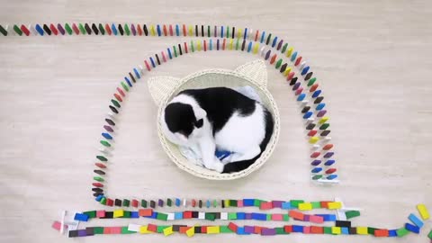 Funny Cats playing with DOMINO