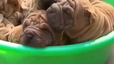 Cute newborn Pitbull Puppies