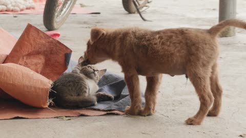 Dog Vs Cat Best Fight Loving