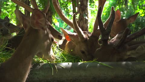 Deers || Deers Full Funny Videos | Deer in Farm House | Deer funny video | @Animal Birds