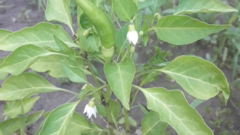 Hot pepper blossoms