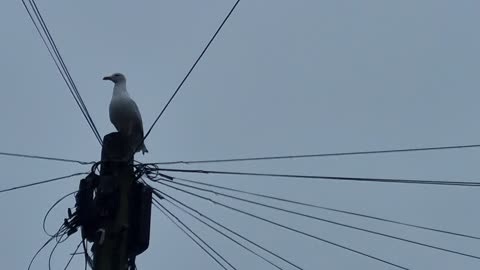 A Herring Gull On A Post In Wales