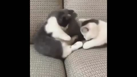 Cats playing fighting