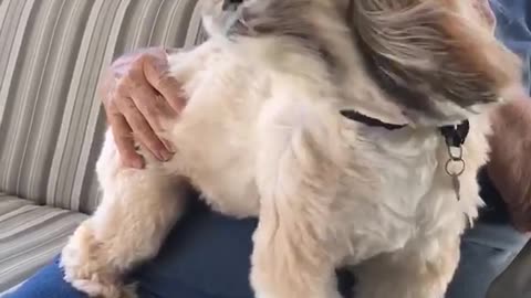 White dog on porch lawn chair gets leaf blowered