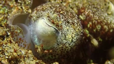 Bobtail squids have a cool trick