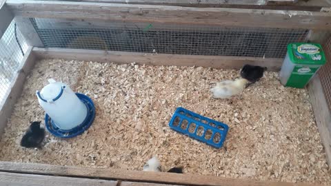 Baby Chickens Day # 06