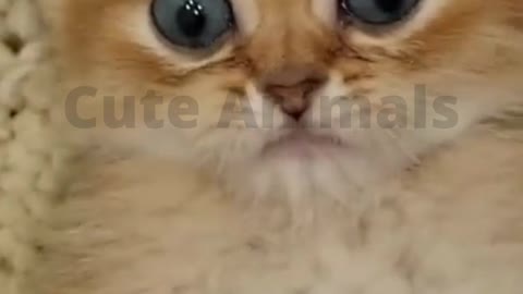 Cute Baby Cat| Cute Animals pk|#cats #cat_funny_video