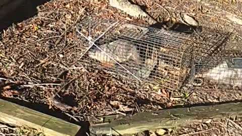 Another "Double Trouble" A Huge Possum in a tiny trap and Large Woodchuck ready to take to relocate. 9-22