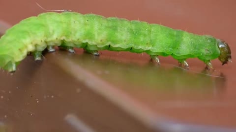 Beautiful Green Caterpillar