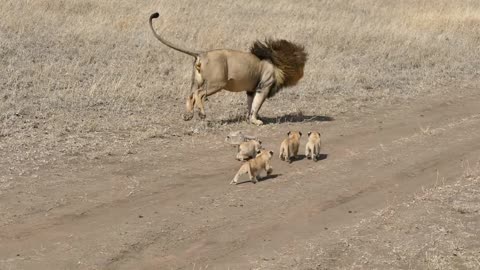 Lion dad tries to ditch his kids