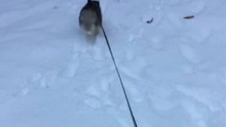 Ellie Sky The Husky hops like a bunny on her first snow day!