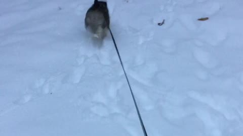 Ellie Sky The Husky hops like a bunny on her first snow day!