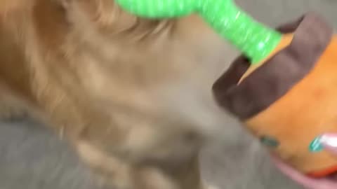 Cute dog playing with toy♥️♥️||#viral #cutedog #funny