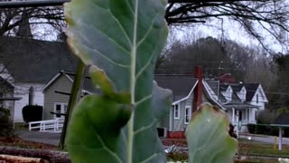 Community Garden Metal