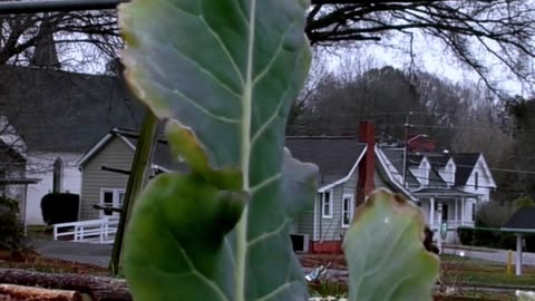 Community Garden Metal