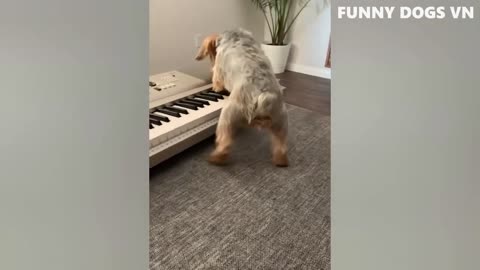 Funny Dogs Try Not Laugh