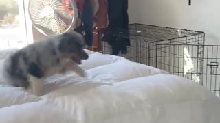 Australian Shepherd Puppy Practices His Jumps
