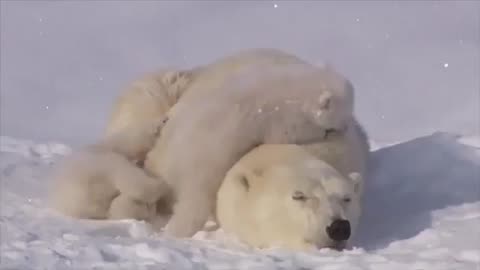 This is awesome to watch. Polar bear mom and her babies. 🤗🤗