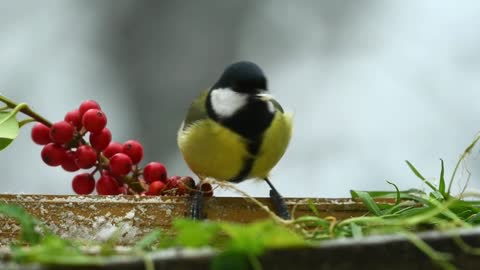 nice small birds