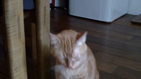 littel cat sneezing