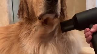 Glamorous Golden Retriever gets ready for the red carpet