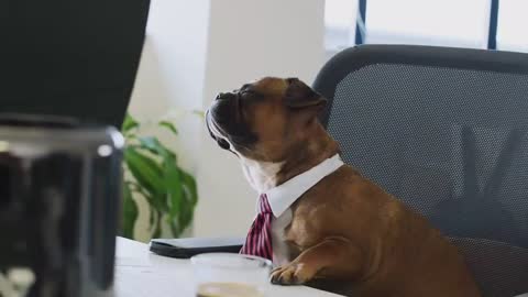 Dog Puppy Tie Job Office Pet