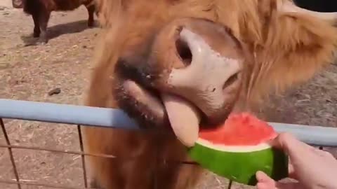Cow Eat Watermelon But Child Very Excited