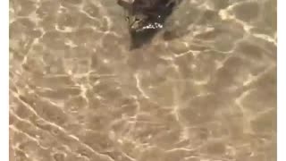 Cat swimming in clear ocean water