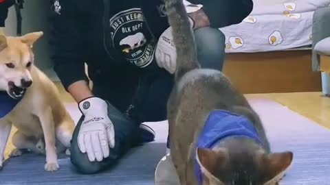 Dog and cat training