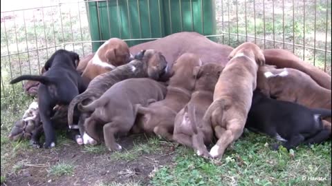 Pit Bull Puppies Feeding Time