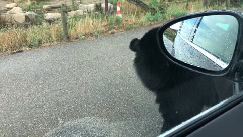 Large Bear Strolls Leisurely Towards Car