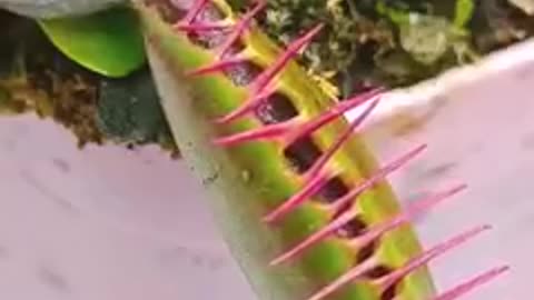 Slug going in a Venus fly trap