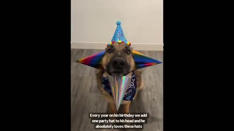 The cutest birthday boy! Benson the German Shepherd dog wears four party hats for its 4th birthday