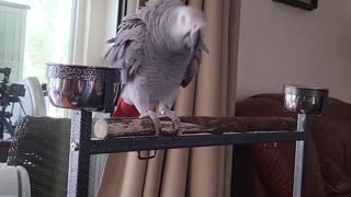 My Parrot's Opinion On Treats