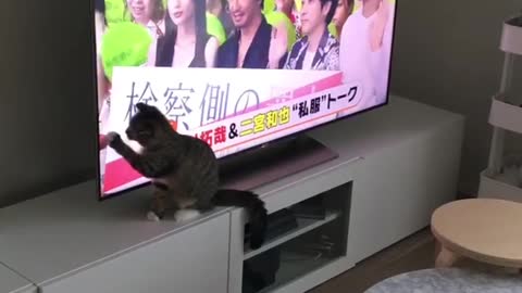 Caty Trying to Catch What is Inisde the Tv