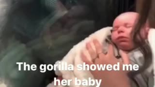 2 moms showing off their babies! But,1 is a gorilla!