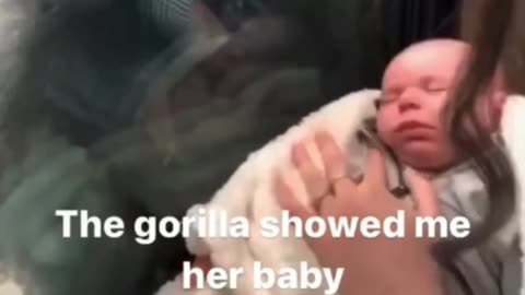 2 moms showing off their babies! But,1 is a gorilla!