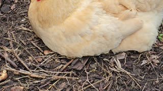 OMC! Nature's Nap: Buff Orpington's Serene Siesta with Cawing Cameo!