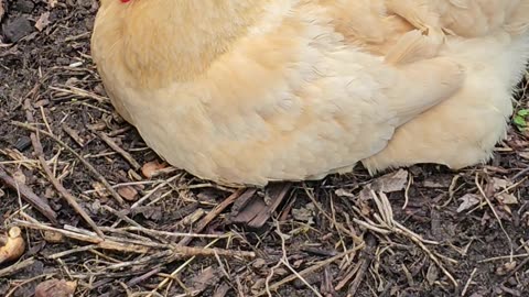 OMC! Nature's Nap: Buff Orpington's Serene Siesta with Cawing Cameo!