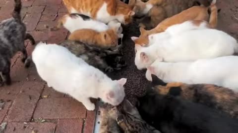 Act of Kindness： Feeding Stray Cats #shorts #straycat #catrescue