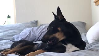 Black dog in bed biting his own tale