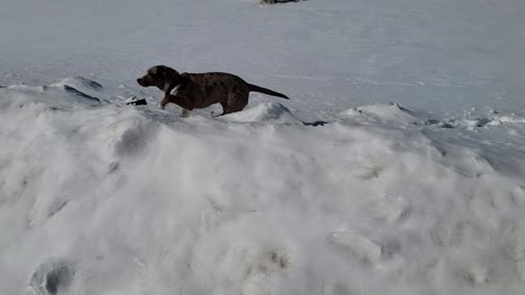 CJ the Leopard Catahoula wearing herself out in the snow.