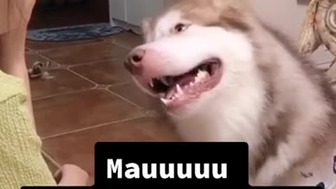 Video anjing lagi ngobrol dengan majikannya